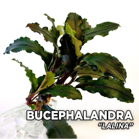 Bucephalandra lalina TEK RİZOM