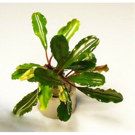 Bucephalandra lo green TEK RİZOM