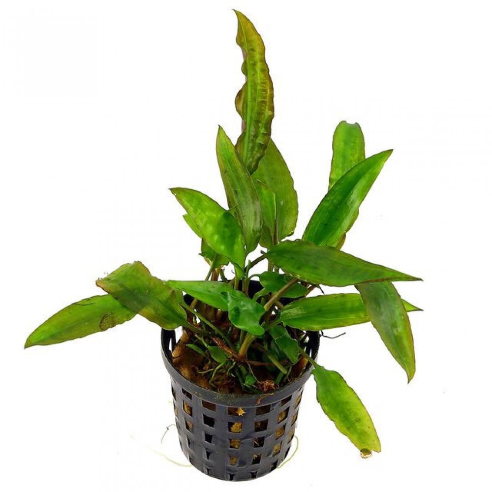 Cryptocoryne usteriana SAKSI