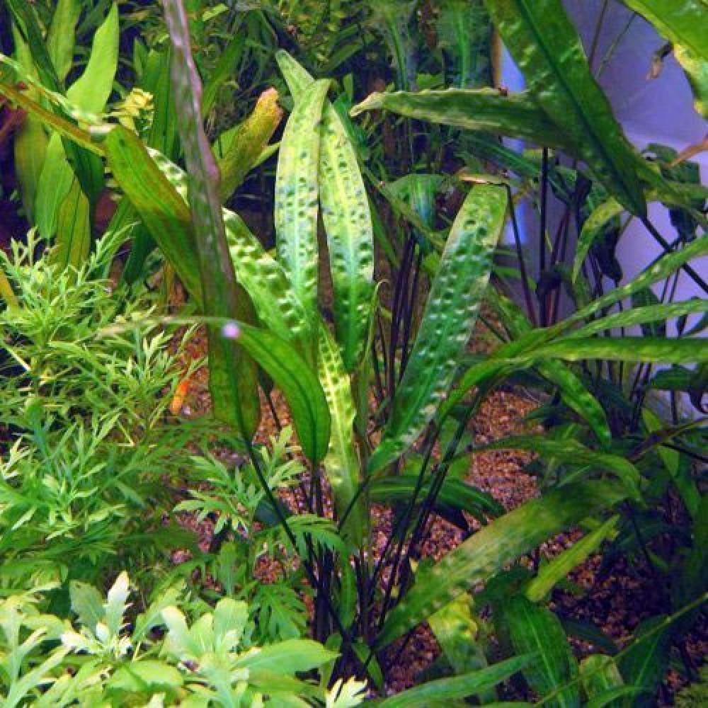 Cryptocoryne usteriana SAKSI