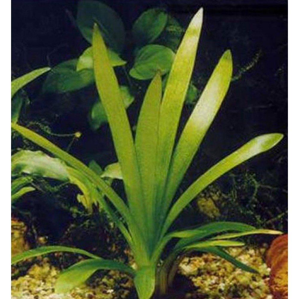 Sagittaria pusillus