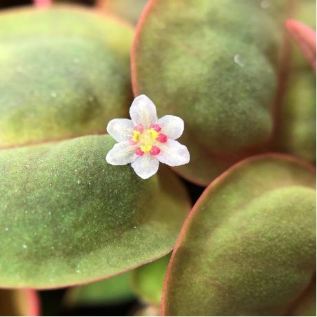 Phyllanthus fluitans red PORSİYON