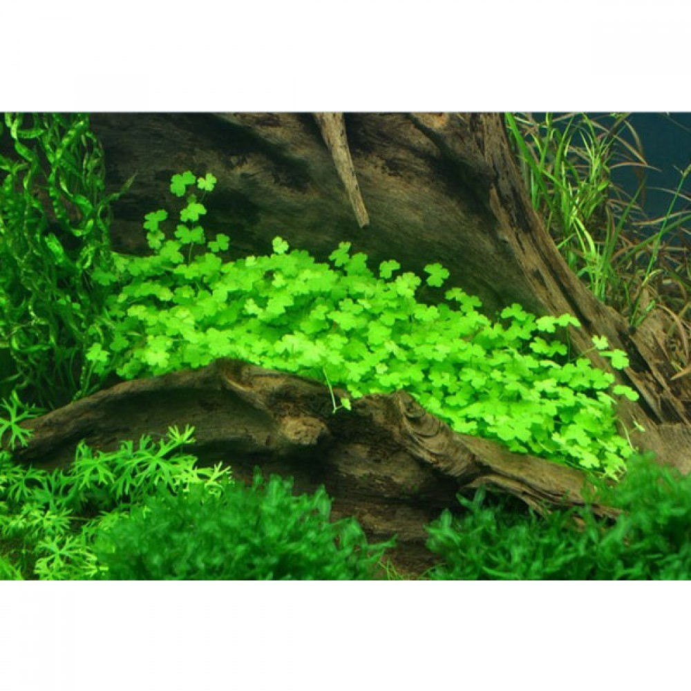 Hydrocotyle tripartita / sp. Japan SAKSI