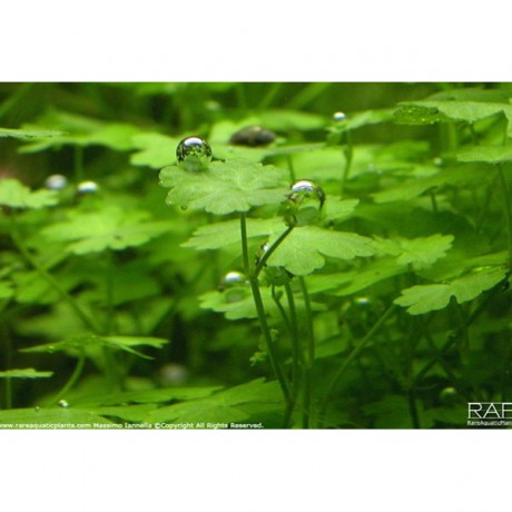 Hydrocotyle tripartita / sp. Japan SAKSI