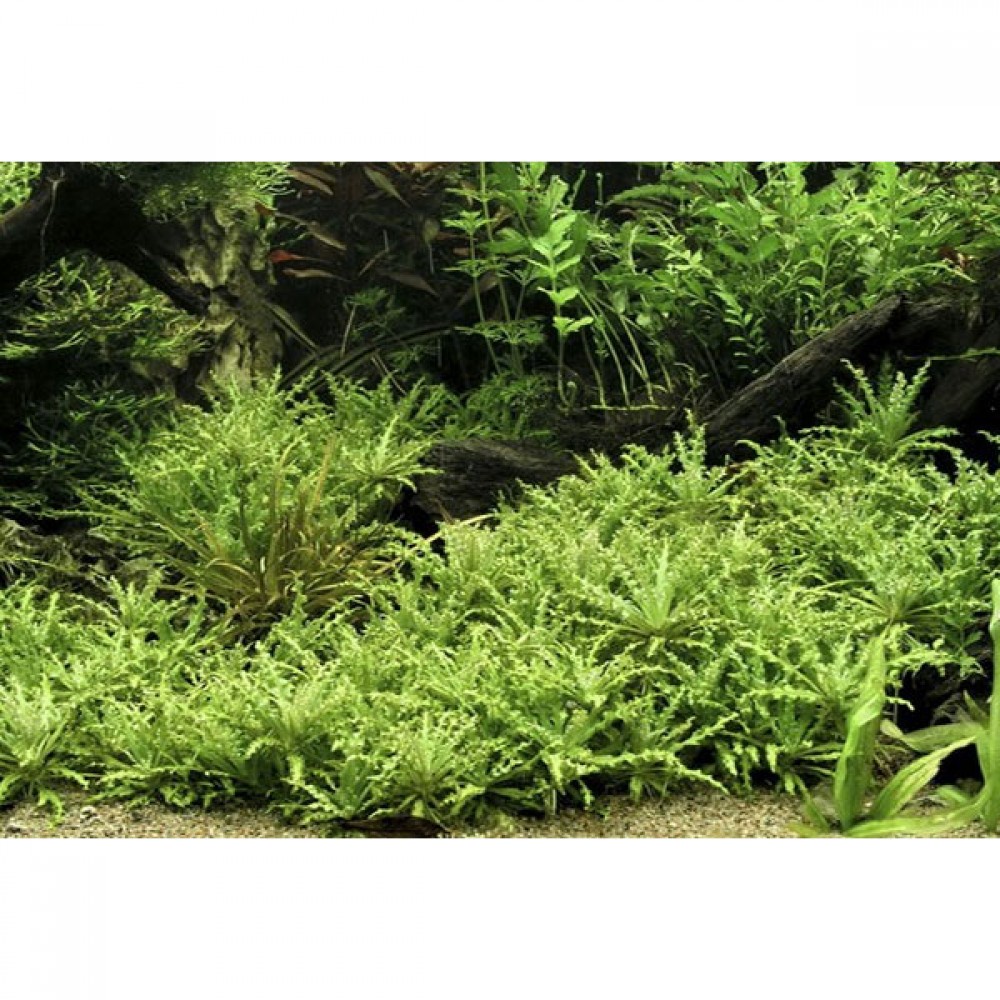 Pogostemon helferi IN VITRO 200 CC DEV KAVANOZ