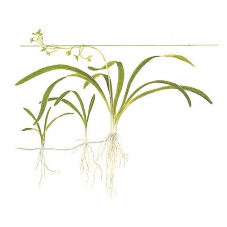 Sagittaria pusillus