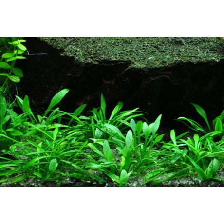 Cryptocoryne Parva SAKSI